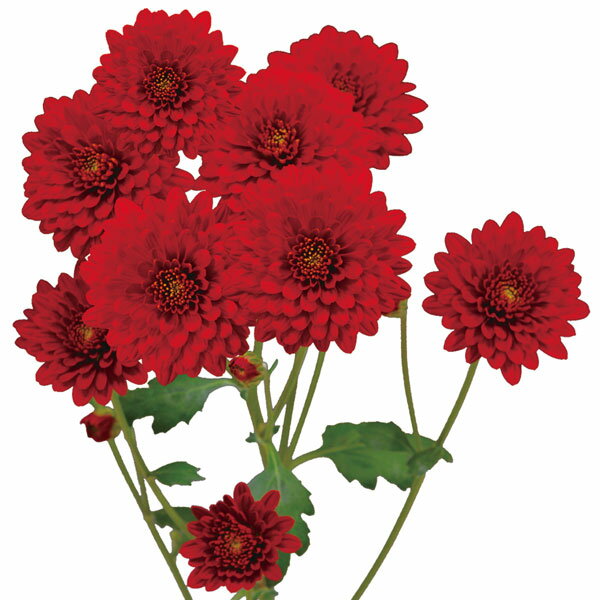 草花の苗/手間なし菊苗：秋のダリア...