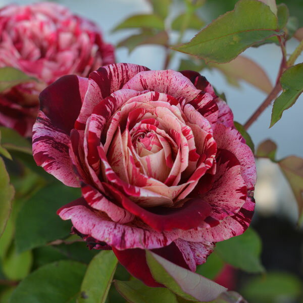 粉红 - バラの苗/（開花予定株）バルニ：オッタヴィオ・ミッソーニ 6号角鉢植え（イタリアローズ ）*