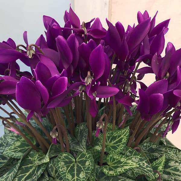 シクラメン：江戸ノ青（えどのあお）5号鉢