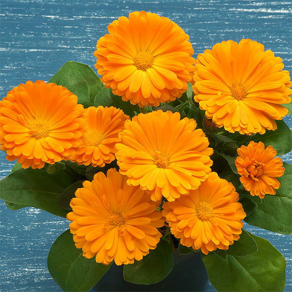 草花の苗/カレンジュラ：エミフル　サンセット3号ポット 2株セット