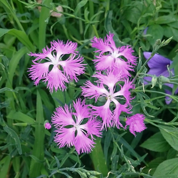 草花の苗/ダイアンサス（カワラナデシコ）：ミーティア・ローズピンク3-3.5号ポット