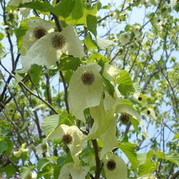 花木 庭木の苗/ハンカチノキ（ダビディア） 3.5号ポットのサムネイル