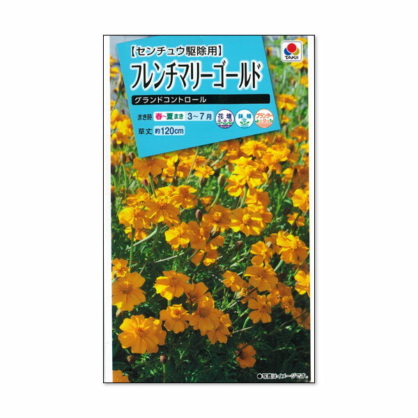 フレンチマリーゴールド：グランドコントロール（センチュウ駆除用）[タキイ 花タネ]