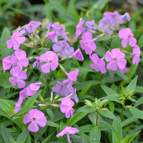 草花の苗/フロックス：カリロナ　ビルベイカー3.5号ポットのサムネイル