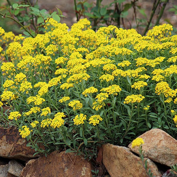 草花の苗/アリッサム：ワルフェニア...