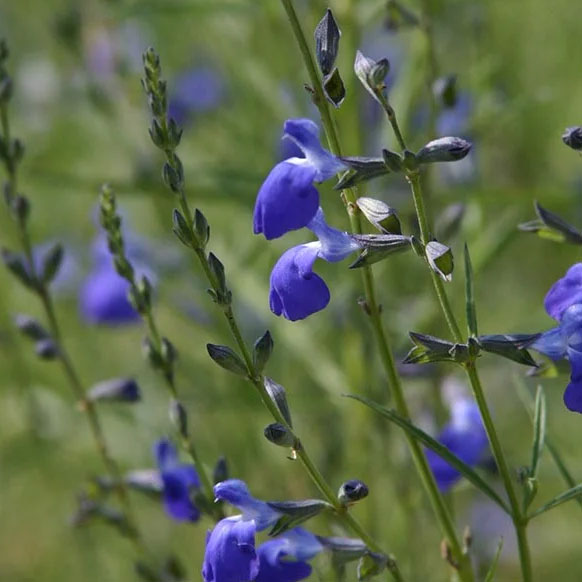草花の苗/サルビア：コバルトセージ3.5号ポット