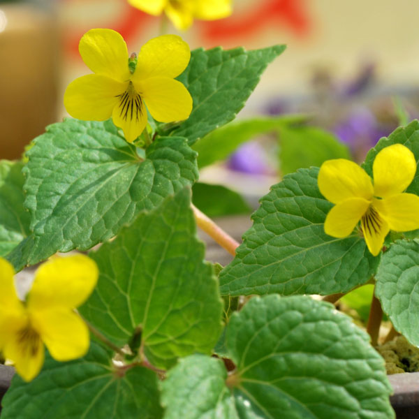 山野草の苗/スミレ：オオバキスミレ2.5号ポット