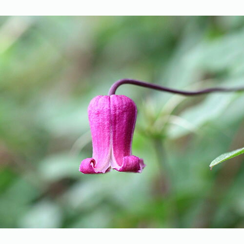 クレマチス　壺型　正規品ラベル付き 2025年最新】壺型クレマチスの人気アイテム - メルカリ