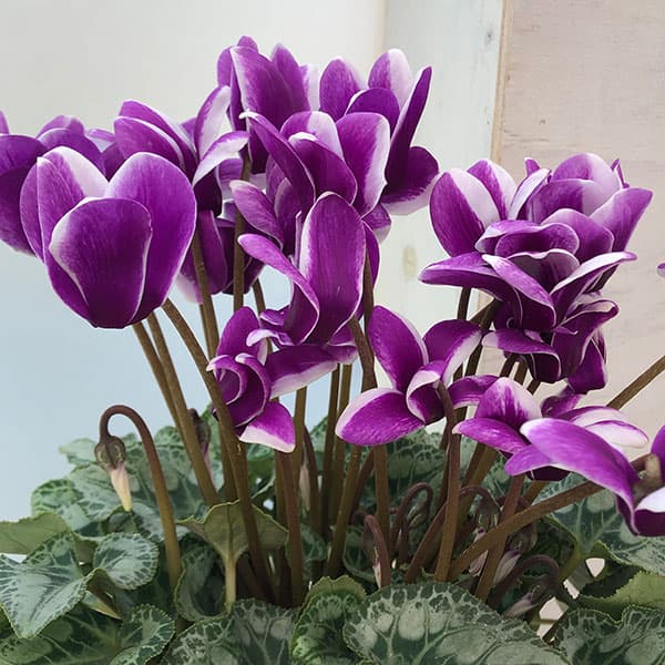 シクラメン：胡蝶（こちょう）5号鉢