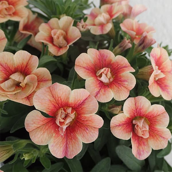 草花の苗/カリブラコア：アンティークNo.38 3.5号ポット