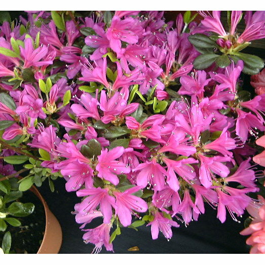 花木 庭木の苗/久留米ツツジ：裾濃の糸5号ポット5株セット