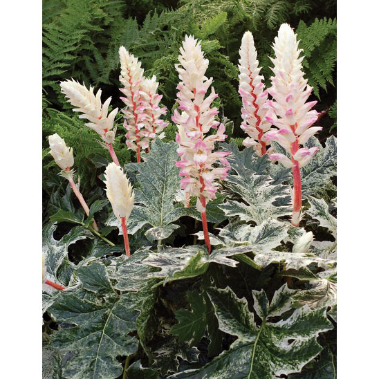 草花の苗/アカンサス：モーリス・タスマニアンエンジェル5号鉢植え