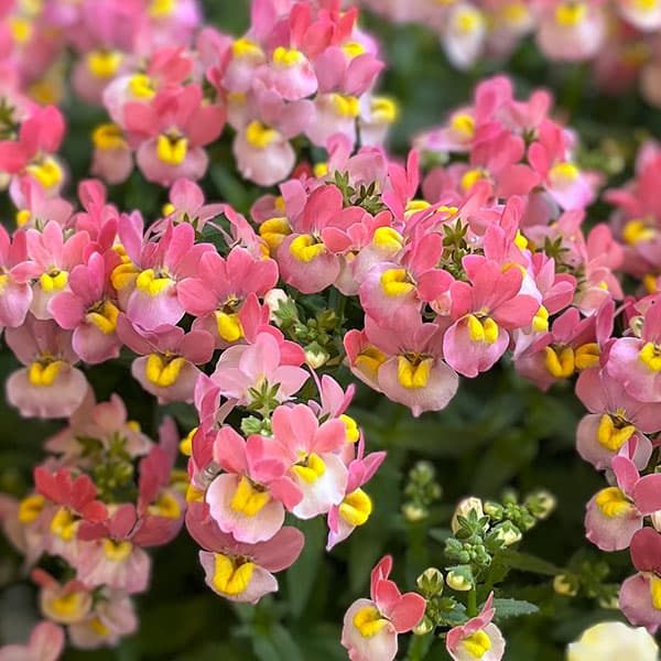 草花の苗/ネメシア：メーテルグッピ...