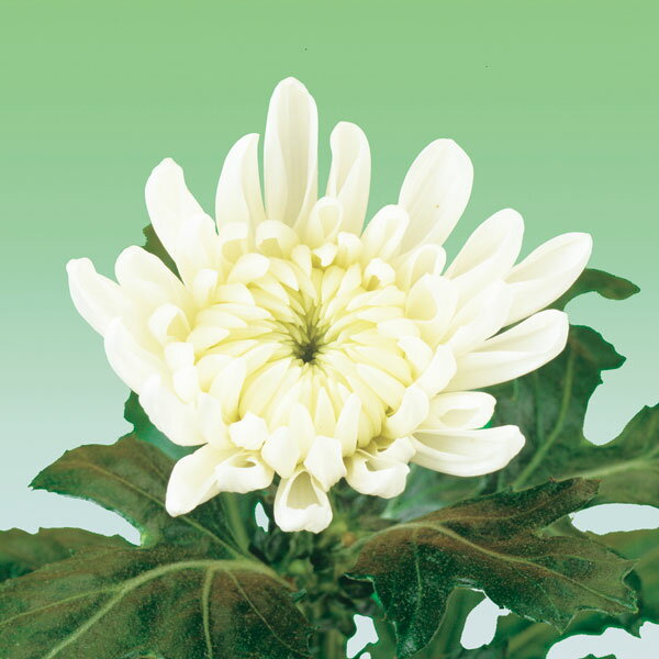 草花の苗/切花菊苗：二度咲き大輪菊 芳園の鏡（白色系）2.5号ポット