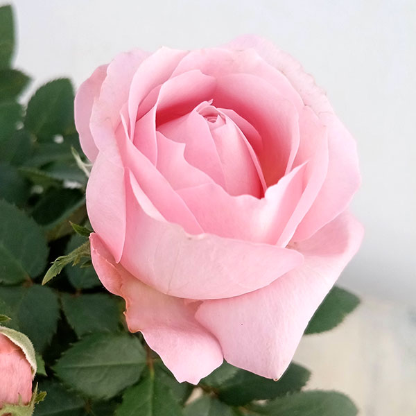 バラの苗/インフィニティローズ・プリンセスオブインフィニティ4号鉢 2鉢セット