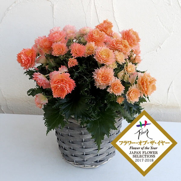 エラチオールベゴニア：ルネッサンスプットネオ（NEO）5号鉢植えカゴ入り（グレーワッシュ）