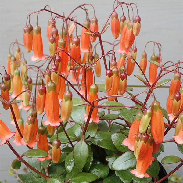 カランコエ・テッサ4号ポット...