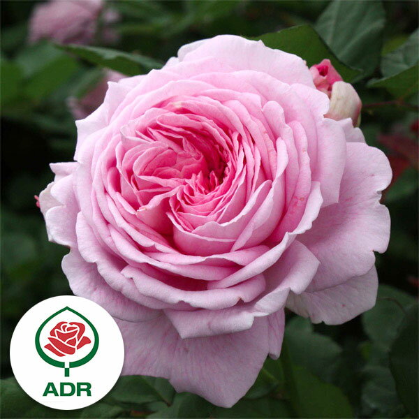 バラの苗/つるバラ：マリー ヘンリエッテ大苗