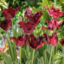 球根/チューリップ(パーロット咲き):ブラックパーロット5球セット(バラ球・ラベル無し)(P)