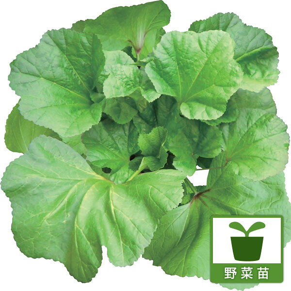 野菜の苗/おかのり 苗3号ポット* 6株セット