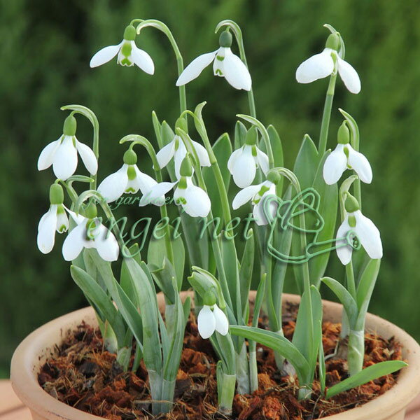 球根/スノードロップ（一重咲）：ガランサス・エルウィシー4球入り 2袋セット