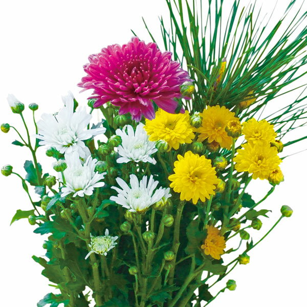 草花の苗/お正月お供え菊ミックス植え2（紅大輪入り）4号ポット