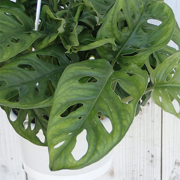 観葉植物/マドカズラ　5号吊鉢