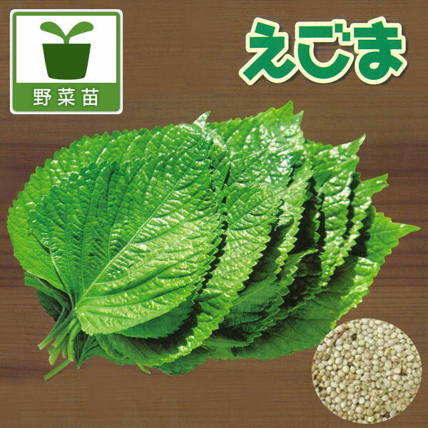 野菜の苗/えごま 白種品種3号ポット 2株セット