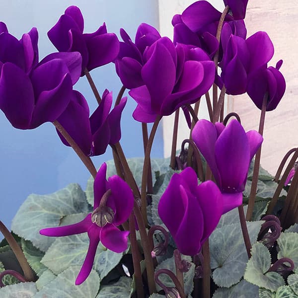 シクラメン：月下（げっか）5号鉢