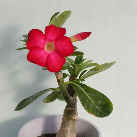 観葉植物/アデニウム：砂漠のバラ ウドムサップ（赤花）4号鉢植え