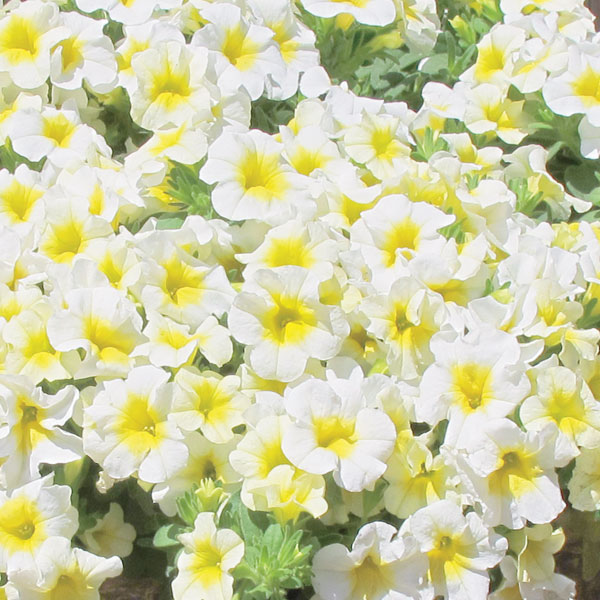 草花の苗/カリブラコア：ミリオンベルバターポップコーン3号ポット (R)