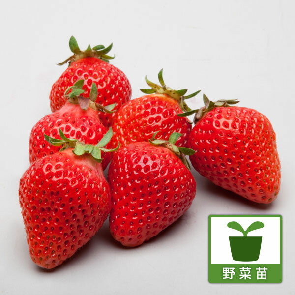 野菜の苗/イチゴ：ふさのか（ふさの香）3号ポット 12株セット