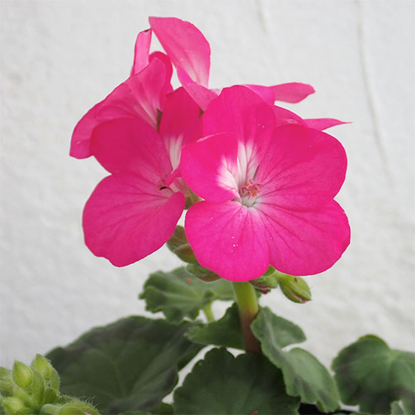 ��֤���/�ʤ櫓�����ò��˥���˥��ࡧ�ԥ�ȥץ�ߥ����ǻ�ԥ󥯷ϡ�3-3.5��ݥå�