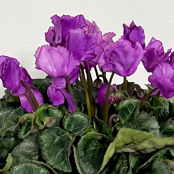 シクラメン：ブルーリボン5号鉢植え