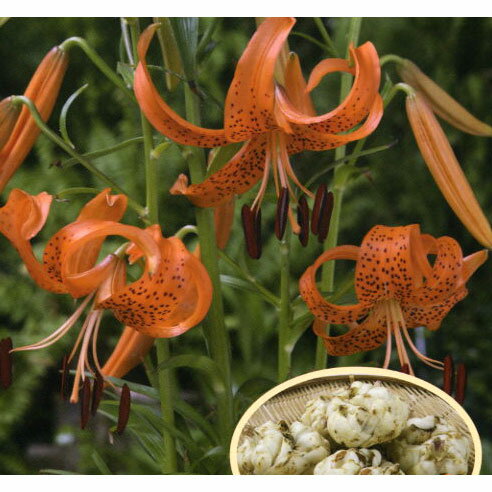 球根/ユリ（食用）：コオニユリ2球セット