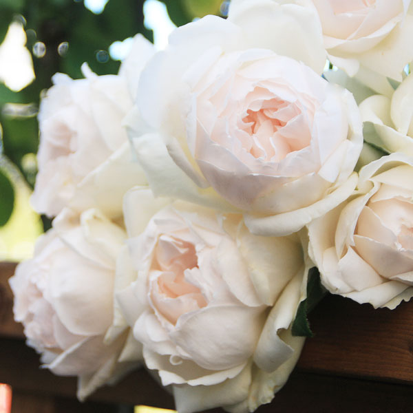 バラの苗/[送料無料]（わけあり特価）ハイブリッドティー：カショウ（華宵）新苗