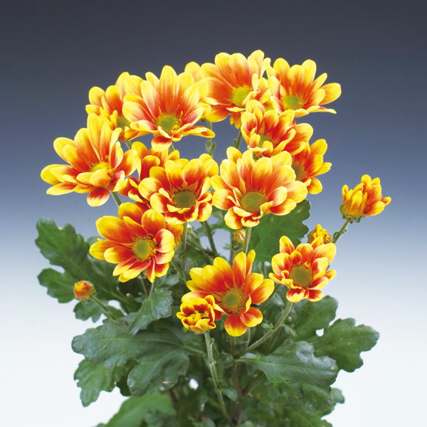 草花の苗/切花菊苗：二度咲き変わり菊黄色系（リリア）2.5号ポット 2株セット