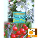 果樹の苗/リンゴ（クラブアップル）：スノードリフト5号ポット