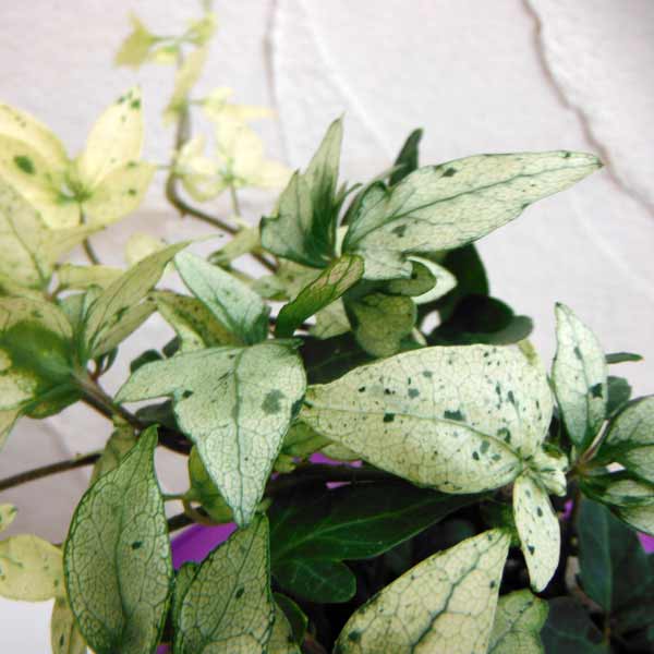 アイビー 観葉植物/ヘデラ：雪の華3号ポット2株セット