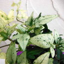 観葉植物/ヘデラ:雪の華3号ポット2株セット