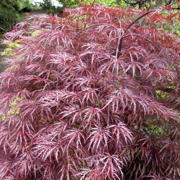 赤のしだれ紅葉 楽天市場】アカシダレモミジ (赤枝垂れ紅葉) 樹高約1.3m シンボル