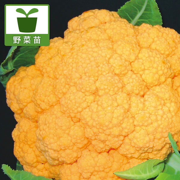 野菜の苗/カリフラワー：シチリアンオレンジ苗3号ポット 6株セット