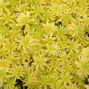 観葉植物/セダム:ミモザ3号ポット 2株セット