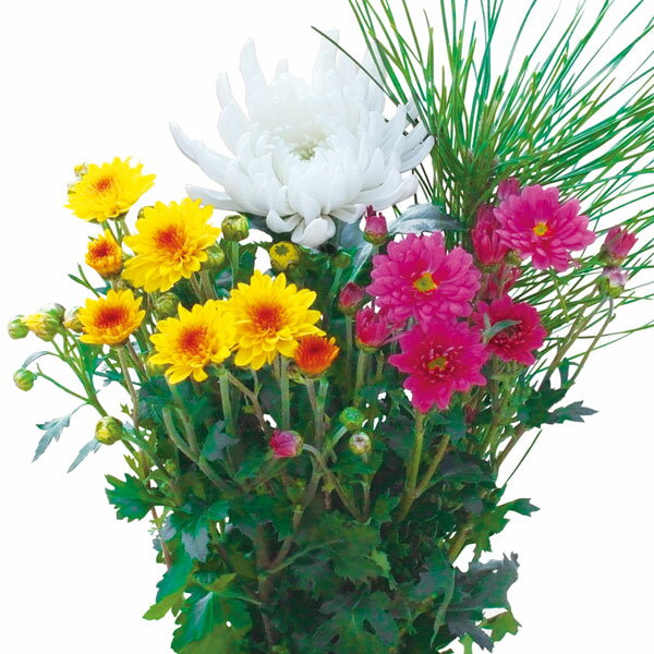 草花の苗/お正月お供え菊ミックス植え3（白大輪）4号ポット