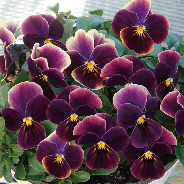 草花の苗/ビオラ：ももか　あんみつももか3-3.5号ポットのサムネイル