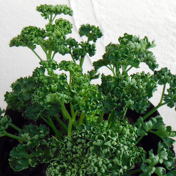 ハーブの苗/パセリ：瀬戸パラマウント3〜3.5号ポット 2株セット