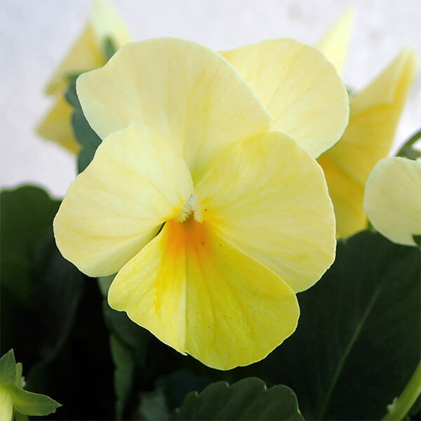 草花の苗/ビオラ：ももか　ひよこももか3-3.5号ポット 2株セットのサムネイル