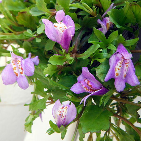 サギゴケ：パープル3.5号ポット 2株セット