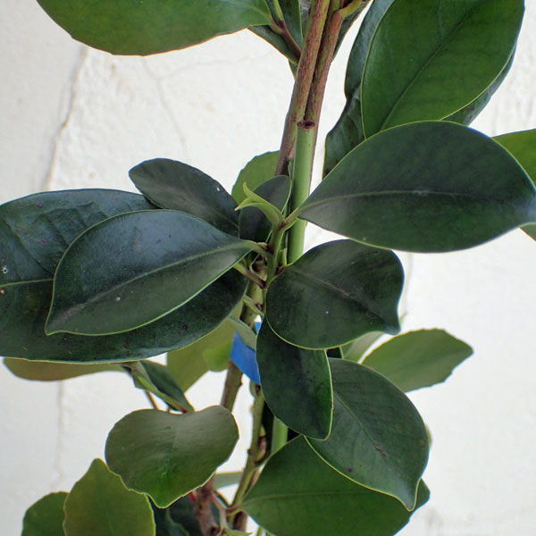 ���� ���ڤ���/�ۥ󥵥������ܺ��5��ݥå� 5�����å�