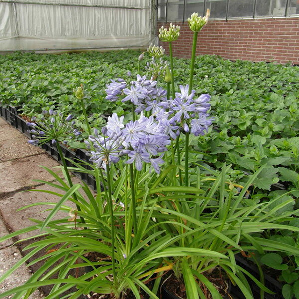 草花の苗/アガパンサス：リトルダッチブルー5号ポットのサムネイル